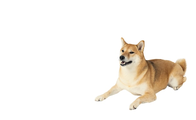 Un chien drôle isolé sur fond blanc PNG