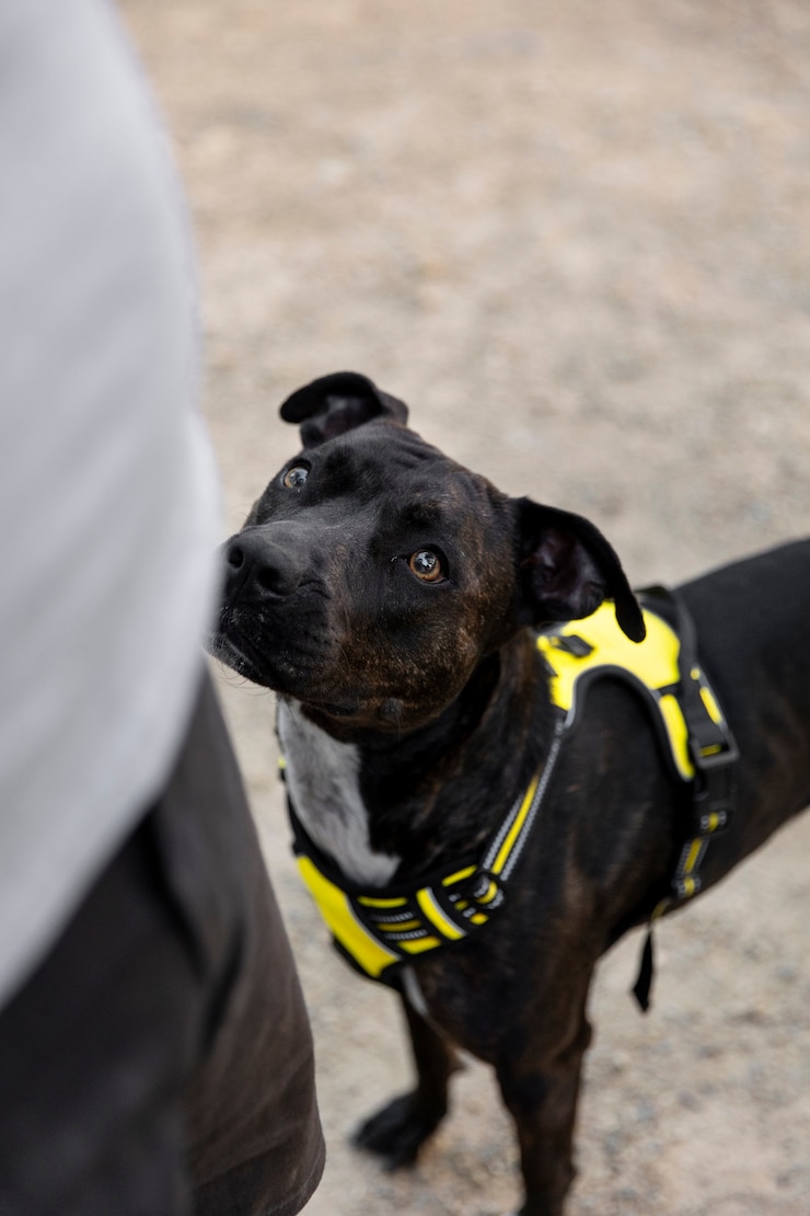 Photo gratuit chien écoutant son dresseur