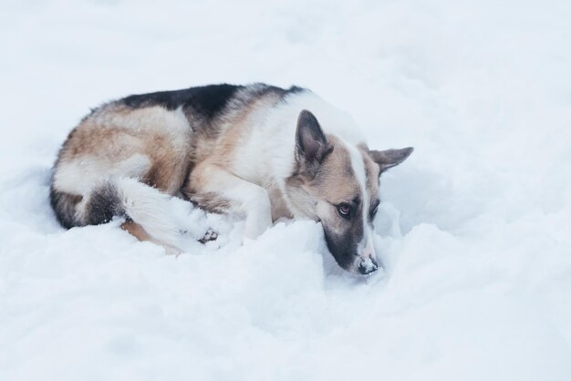 Un chien errant triste est allongé dans la neige