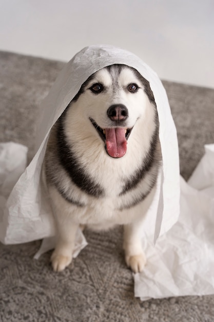 Chien faisant un gâchis avec du papier à angle élevé