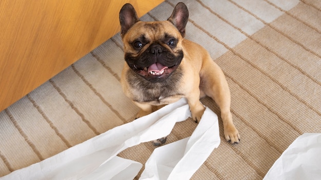 Chien grand angle jouant avec du papier toilette