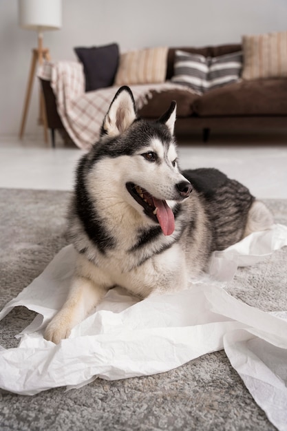 Chien grand angle jouant avec du papier toilette