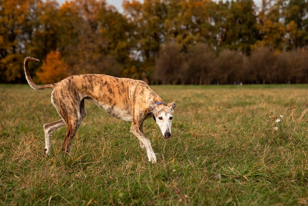 Photo gratuite chien greyhound passant du temps dans la nature