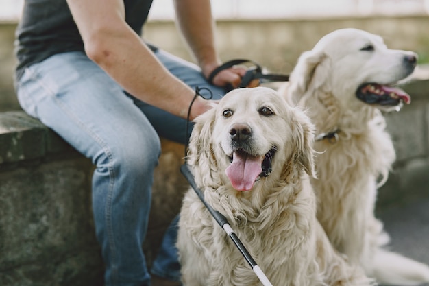 Chien-guide aidant un aveugle dans la ville. Beau mec aveugle se repose avec golden retriever dans la ville.