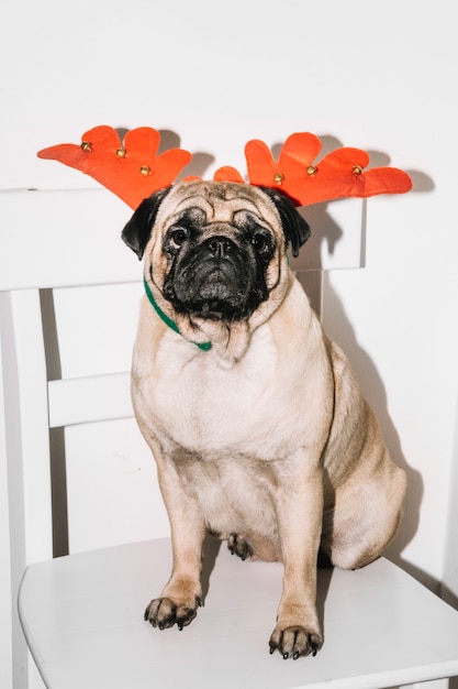 Photo gratuite chien habillé comme un renne