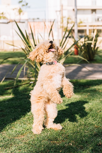 Photo gratuite chien heureux s'amuser dans le parc