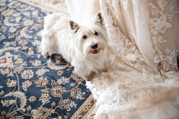 Chien heureux se promener dans l&#39;appartement