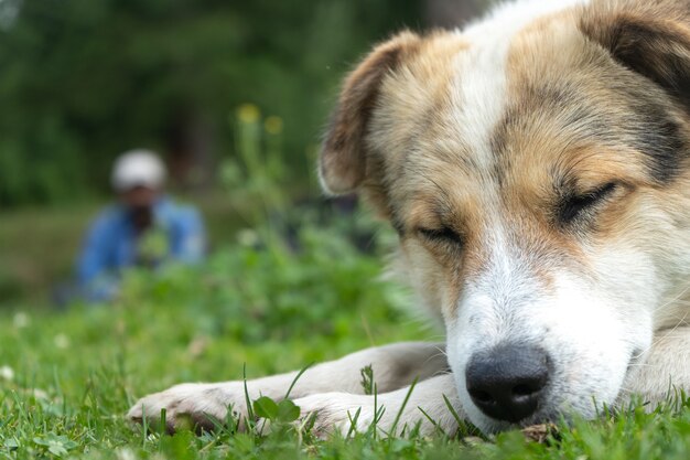 Chien de l'Himalaya blanc se reposant dans l'environnement naturel avec les yeux fermés