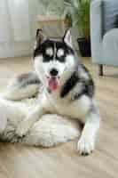 Photo gratuite chien husky couché