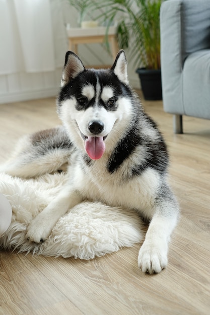 Chien Husky couché