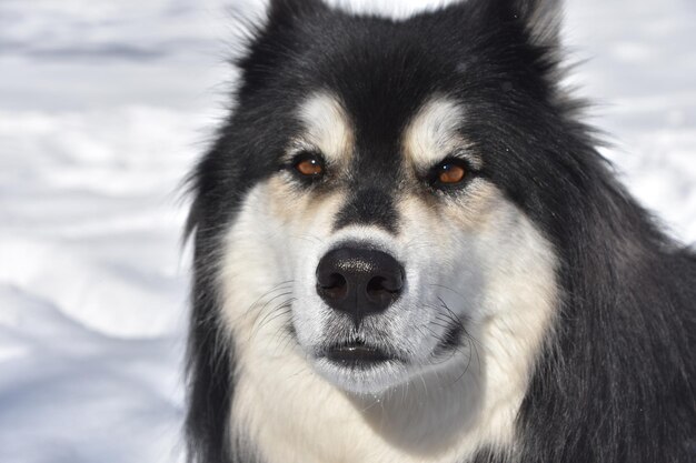 Un chien husky noir et blanc dans la neige un jour d'hiver.