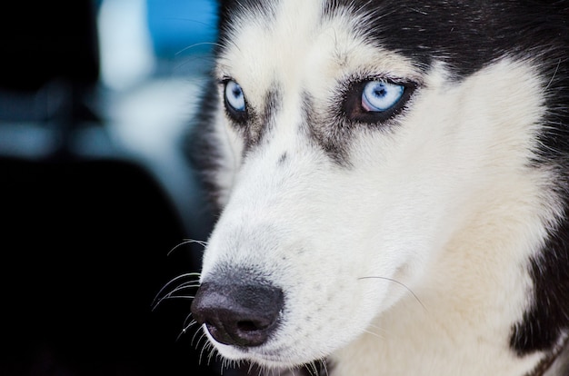 Un Chien Husky De Siberie Aux Yeux Bleus Regarde Autour De Lui Gros Plan Hus Photo Premium Un Chien Husky De Siberie Aux Yeux Bleus Regarde Autour De Lui Gros Plan Hus Photo Premium