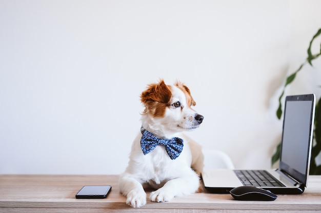 Chien jack russell mignon travaillant sur ordinateur portable à la maison. chien élégant portant un noeud papillon. rester à la maison. technologie et concept d'intérieur