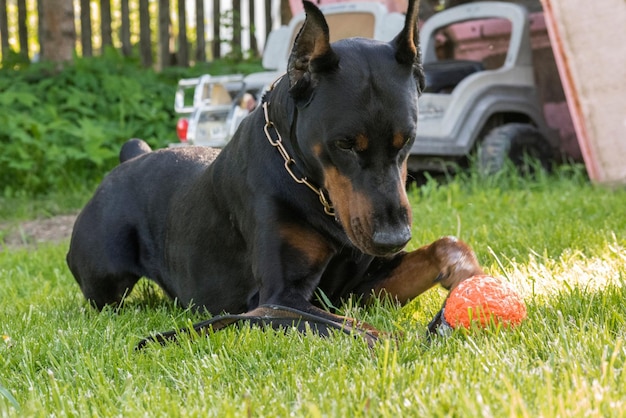 Un chien joue avec une balle orange sur l'herbe verte