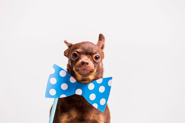 Chien de jouet russe avec un accessoire de noeud papillon pois près du cou