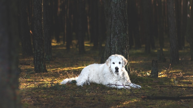 Chien Kuvasz blanc couché sur le sol de la forêt derrière les arbres