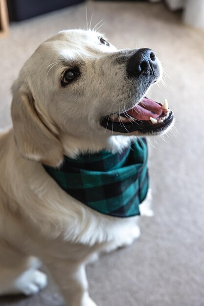 Chien labrador agrandi à l'intérieur de la maison