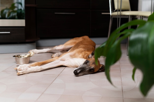 Photo gratuite chien lévrier allongé sur le sol