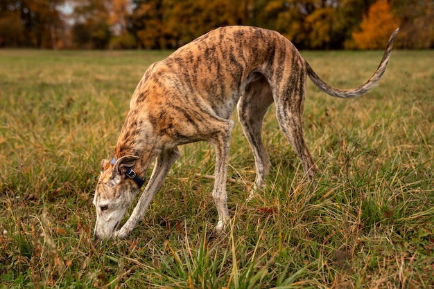 Photo gratuite chien lévrier mignon dans la nature