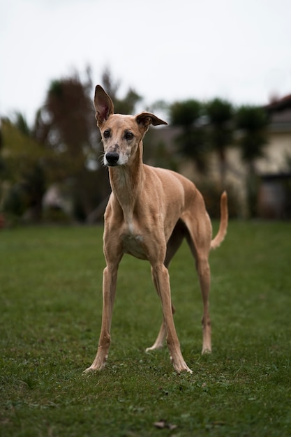 Photo gratuite chien lévrier mignon à l'extérieur