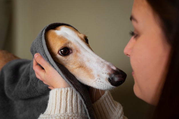 Chien lévrier avec une serviette après le bain