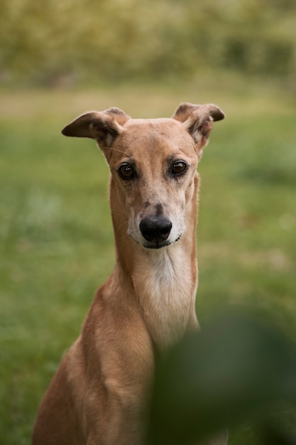 Photo gratuite chien lévrier avec vue de face arrière-plan flou