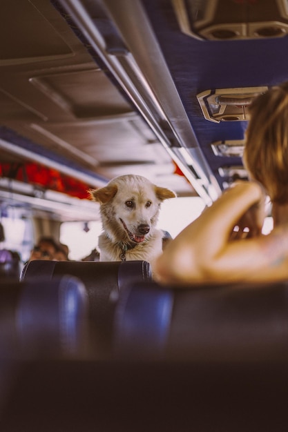 Photo gratuite chien lors d'une excursion en bateau.