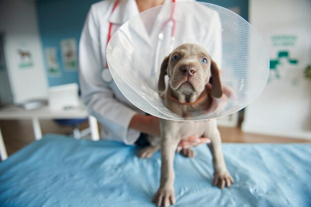 Chien malade portant un collier pour animaux de compagnie