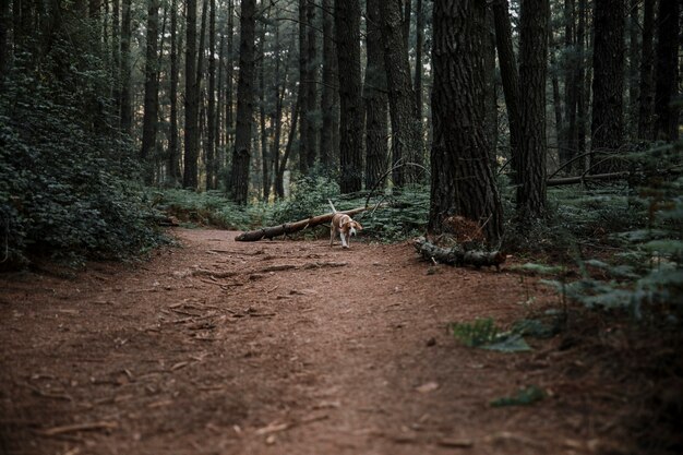 Chien marchant sur un chemin de terre dans la forêt