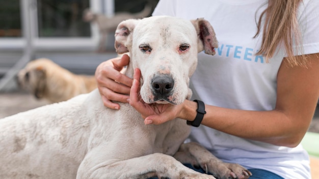 Chien mignon au refuge détenu par une femme