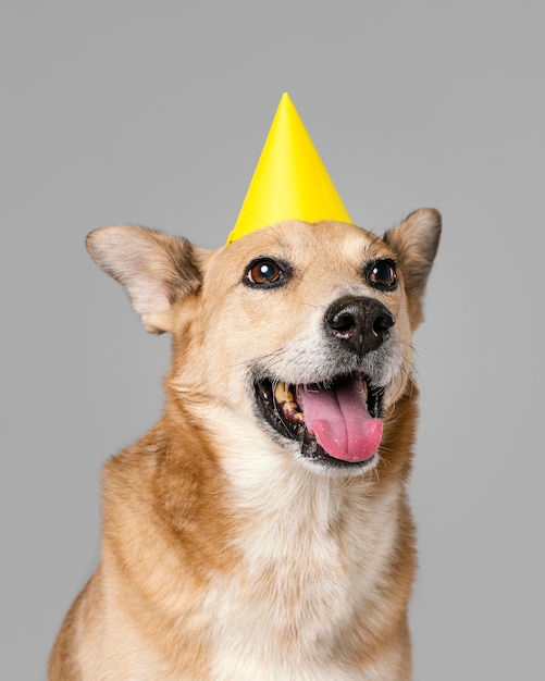 Chien mignon avec chapeau souriant