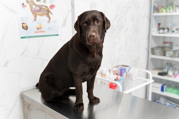 Chien mignon à la clinique vétérinaire