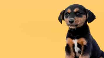 Photo gratuite chien mignon copie-espace sur fond jaune