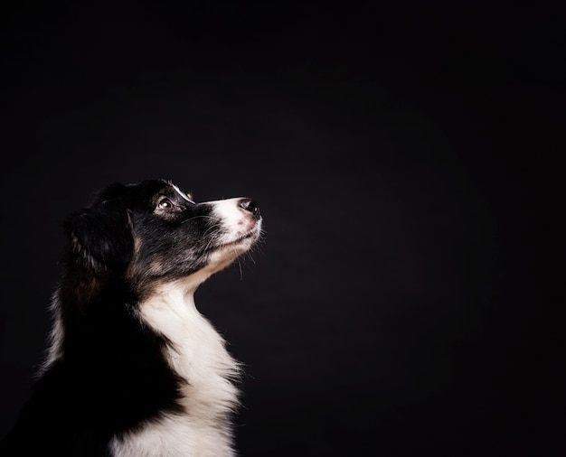 Chien mignon sur le côté, debout