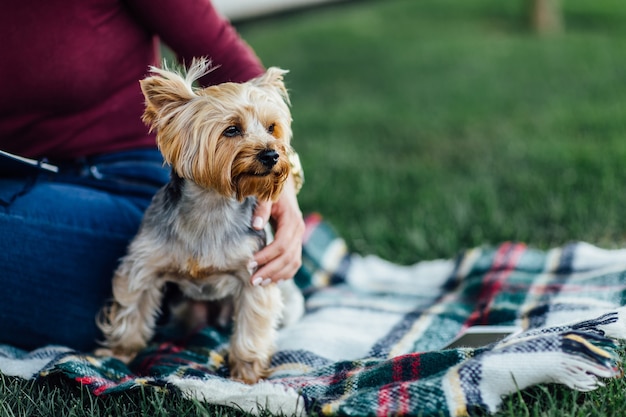 Chien mignon sur la couverture, un petit chien Yorkshire Terrier, lumière du soleil, saturation des couleurs vives, unité avec la nature et les animaux domestiques. L'heure du pique-nique.