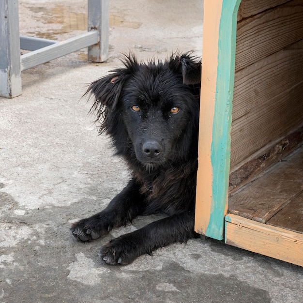 Chien mignon dans un abri en attente d'être adopté par quelqu'un