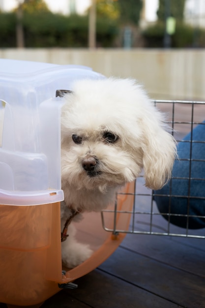 Chien mignon dans une cage de transport