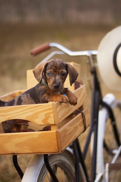 Photo gratuite chien mignon dans un panier de vélo nature morte