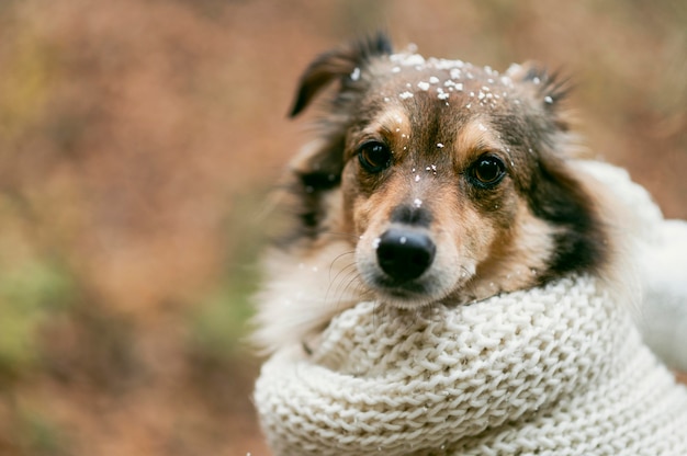 Chien mignon à l'extérieur avec espace copie