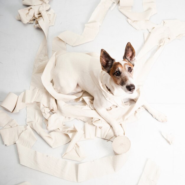 Chien mignon faisant des dégâts énormes avec du papier