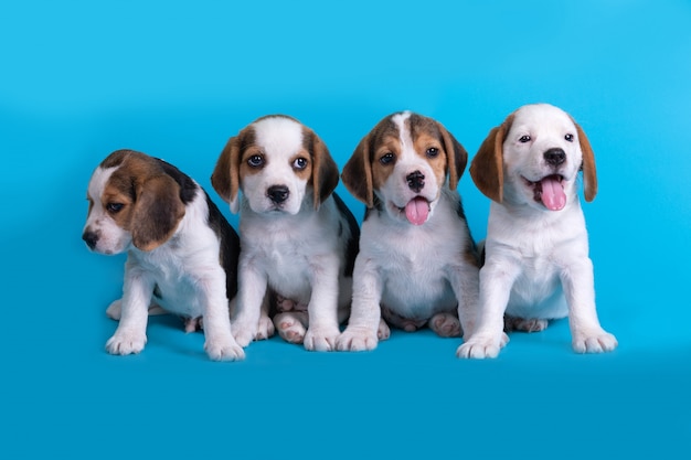 Photo gratuite chien, mignon de groupe de chiot beagle assis et haletant