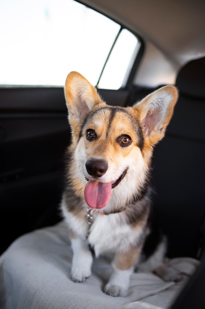 Chien mignon à l'intérieur de la voiture