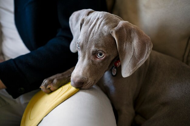 Chien mignon avec jouet assis près du propriétaire