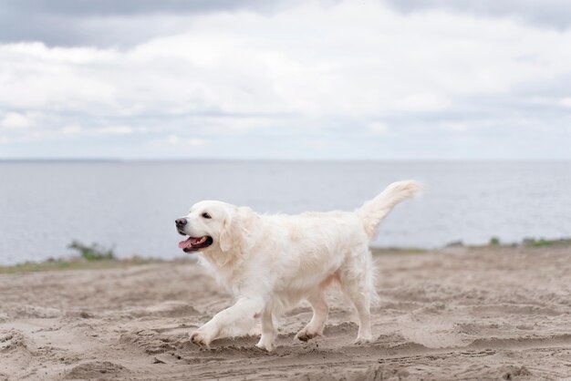 Chien mignon marchant sur la plage