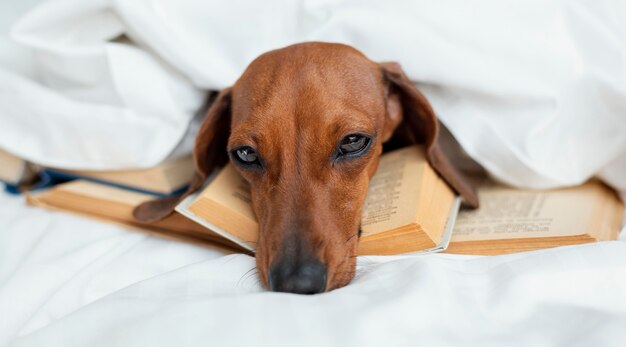 Chien mignon portant sur des livres