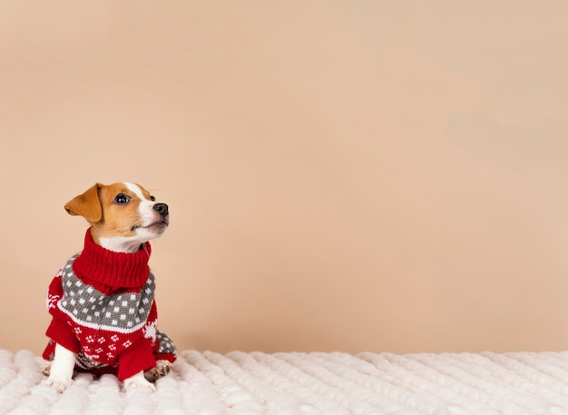 Chien mignon portant un pull