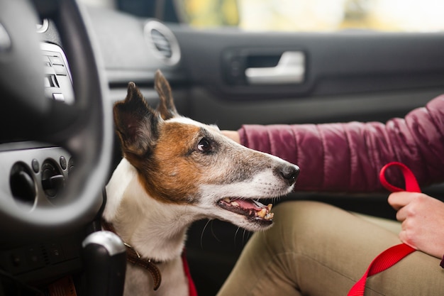 Photo gratuite chien mignon avec propriétaire en voiture