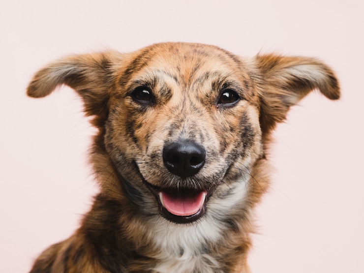 Photo gratuit chien mignon regardant directement à la caméra
