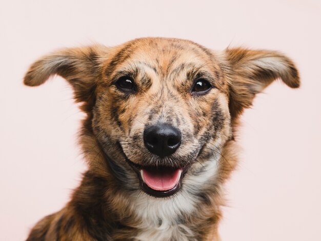 Chien mignon regardant directement à la caméra