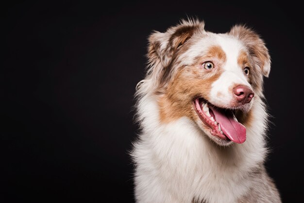 Chien mignon vue de face